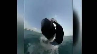 Surfer gets wiped out by whale