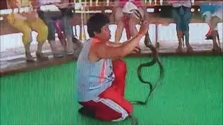 Укус Очковой Кобры