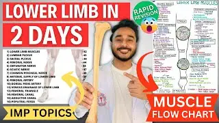 lower limb anatomy in 2 days | lower limb important topics | important topics of lower limb anatomy