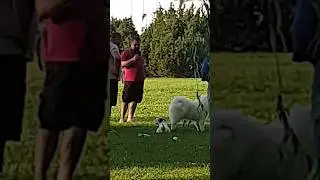 Собачники на выгуле 😁