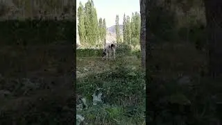 Биздин айыл Кичи Айдаркен