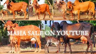 Maha Sale On YouTube 🔥#cowfarm #bull #animals #popular #gujarat #photography