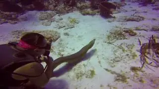 Cozumel Drift Dive | San Francisco Shallows | Scuba Dive Mexico