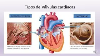 03 4 Valvulas del corazon