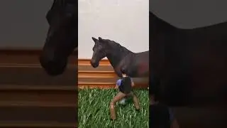 #лошади #шляйх