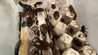 How To Breed Madagascar Hissing Cockroaches!!! | DIY Hissing Cockroach Colony!!! | DIY Reptiles