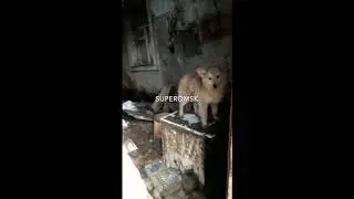 Несколько собак живут среди груд мусора в запертом темном доме в центре Омска