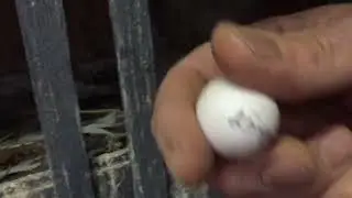 #Pigeons