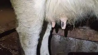 Если корова грязнуля .Как это исправить.