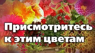 Кадочные растения. Интересные культуры для кадок и горшков