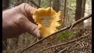 BEST TIPS on finding edible mushrooms in the Pacific Northwest