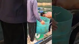 Nhà Tom Ten đi xem người ta thu mua cá Diêu Hồng trên Thượng nguồn sông Hương (Phần 2)