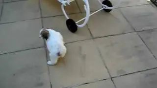 Cute puppy