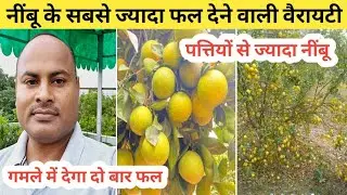 High Yield Lemon Variety In India || सबसे ज्यादा फल देने वाला नींबू | Home Garden