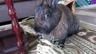 Samantha Enjoys A Birthday Treat (Finally!)