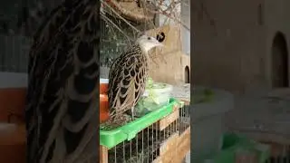 Наш коростель