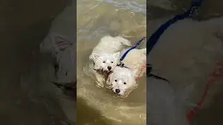 Westie Wave Riders: AUSTRALIA S 🇦🇺CUTEST SWIMMERS ?? #australia #travel