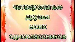 Четверолапые друзья моих одноклассников