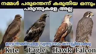 പരുന്തെന്ന് വിചാരിച്ചതെല്ലാം വേറേ പക്ഷികളാണേ! Difference between eagle,kite,hawk,falcon and vulture
