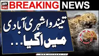 Leopard shehri abadi mein agaya - Video Viral