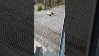 King Kenny Gets a Visit from Gandalf the Fluffy One