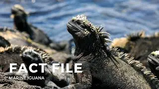 Facts about the Marine Iguana
