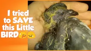 Real struggle of a BABY PIGEON 😭