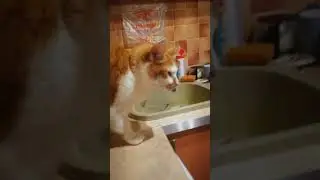 И снова мистер Степа