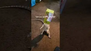 Reptiles are the best pets. Sometimes. 