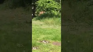 NO MOW MAY - 2 weeks in