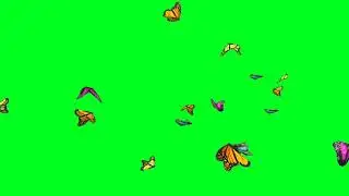 Green screen butterfly video