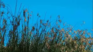 Green grass.