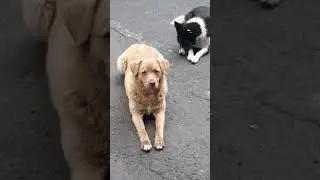#shorts #dog Верные друзья