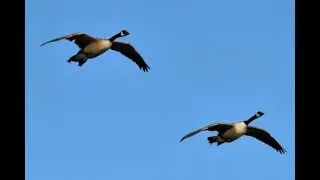 Canadian Geese Fly over