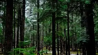 ЗВУКИ ЛЕСА. Звуки природы,  Сосновый лес, Релакс, покой,