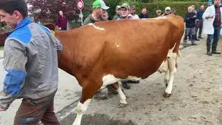Viehschau in Ersigen