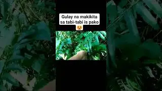 GULAY NA MAKIKITA SA TABI-TABI #youtubeshorts #nature #shorts #pako