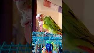 Heavy as a Feather #conure #pet #pineapple #parrot