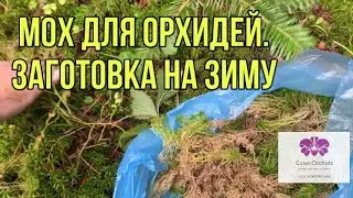 MOSS for ORCHIDS! Preparations for the winter