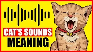 9 Sounds Cats Make And What They Mean