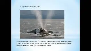Почему киты выпускают фонтан?