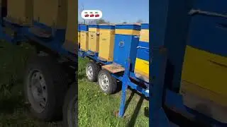 Питомник Маценко