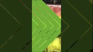 Bird Plane Flying