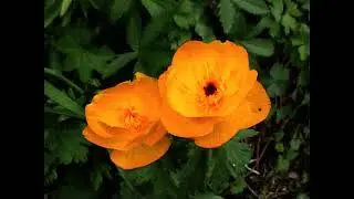 КИМАСАР
