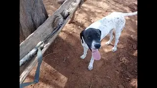 Caçada de perdiz e codorna ,