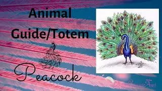PEACOCK Animal Guide/Totem