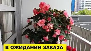 В ОЖИДАНИИ ЗАКАЗА ИЗ СУПЕРМАРКЕТА