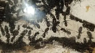 Camponotus Japonicus #Ant Life   60fps