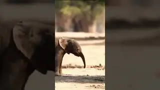 Baby Elephant#viral #youtubeshorts #RRRMusic303