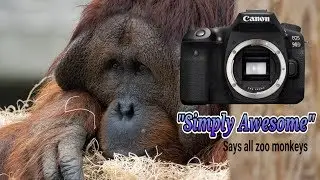 The Canon 90d